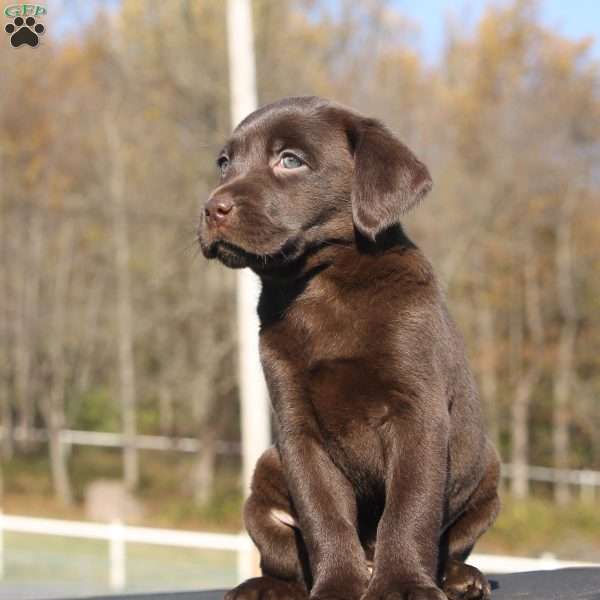 Molley, Chocolate Labrador Retriever Puppy